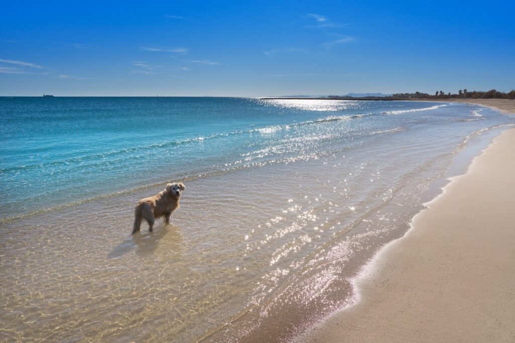 beach in valencia